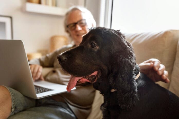 Por que cães idosos e gatos pretos demoram mais para serem adotados?