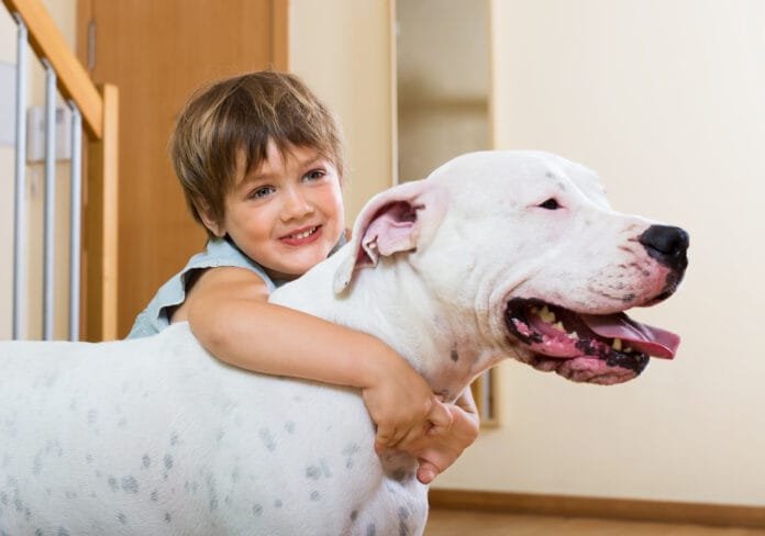 Por que a amizade com cães e gatos faz tão bem para humanos e animais?