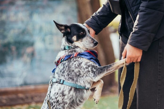 Por que os cães de alerta médico são o futuro da saúde preventiva