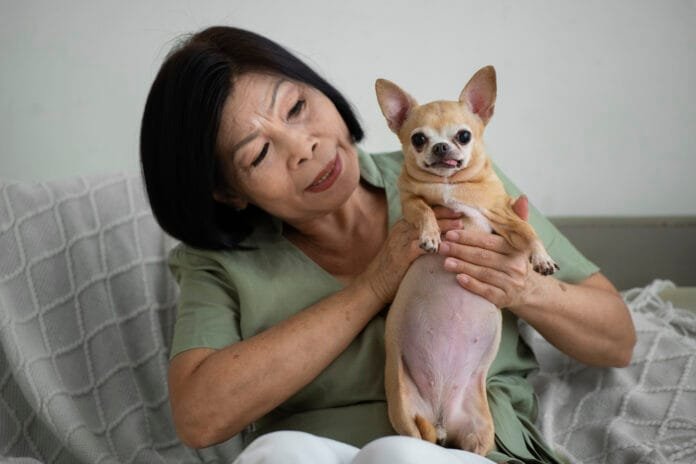 Quem vai pagar a conta da longevidade pet?
