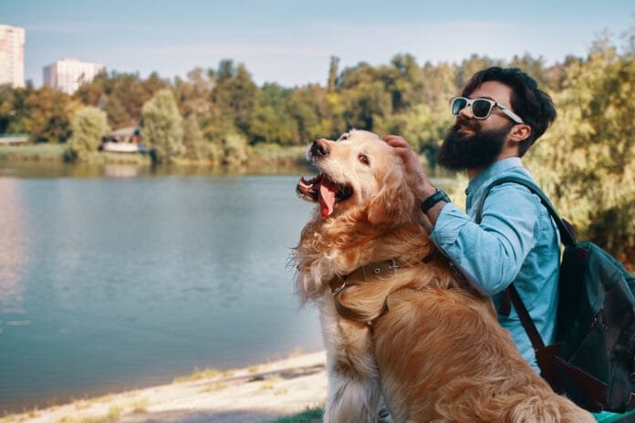 Vai viajar com o pet nas férias de julho? Veja os cuidados essenciais antes de pegar a estrada