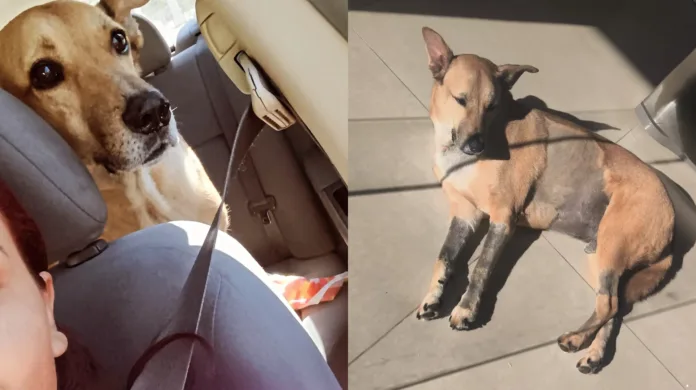 Como está Caramelo, o cão que defendeu a tutora em assalto, 40 dias depois?