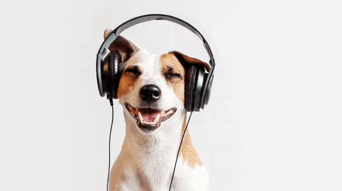 A música realmente acalma os pets ou isso é mito?