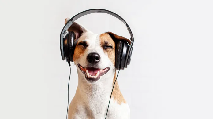 A música realmente acalma os pets ou isso é mito?