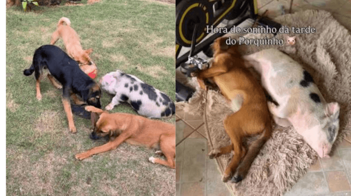 Porquinho Torresmo e seus irmãos caramelos transformam rotina em cenas de uma família nada convencional