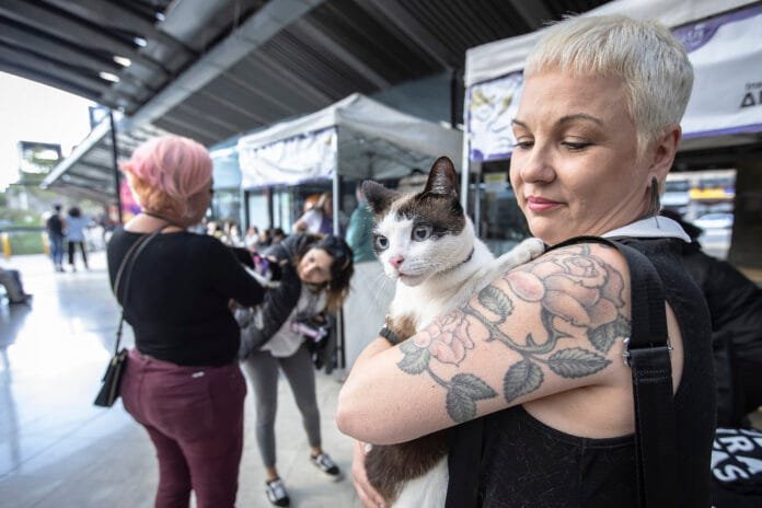 Sábado é Dia Internacional do Gato e São Paulo celebra a data com festival gratuito
