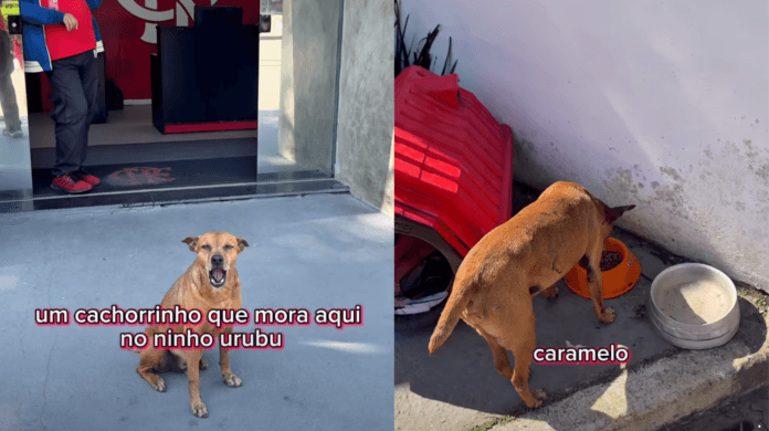 Vira-lata adotado por seguranças vira o novo xodó do Ninho do Urubu