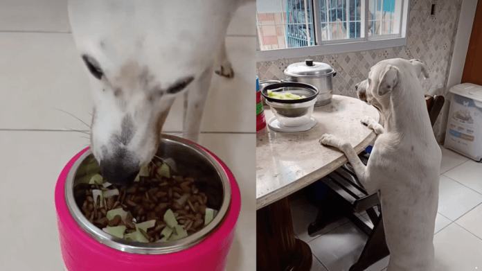 Cachorro pode comer chuchu? O caso de Filomena, a cadela que virou fã do legume