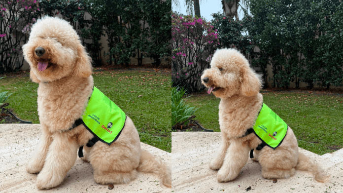 Cães de alerta médico: a diferença para os cães de assistência e como o treinamento funciona