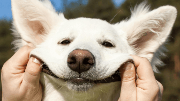 Dia Mundial do Cachorro celebra uma amizade que virou parte da família