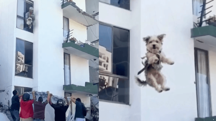 Cachorrinha é resgatada com vida dos escombros após terremoto na Colômbia