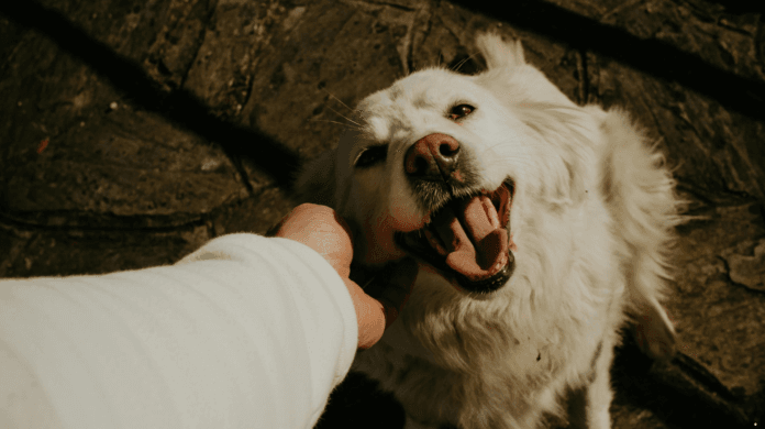Dia Mundial do Cachorro: os cuidados de saúde do seu cão mudam com a idade?