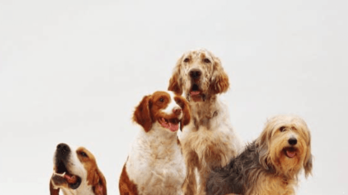 Dia Mundial do Cão: fazer os cães viverem mais também é cuidar para que vivam melhor