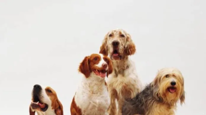 Dia Mundial do Cão: fazer os cães viverem mais também é cuidar para que vivam melhor