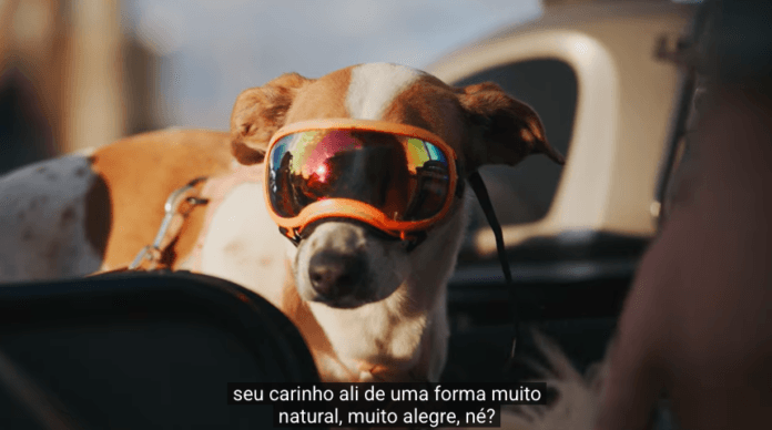 Como Brasília virou referência na convivência com pets? Documentário estreia hoje