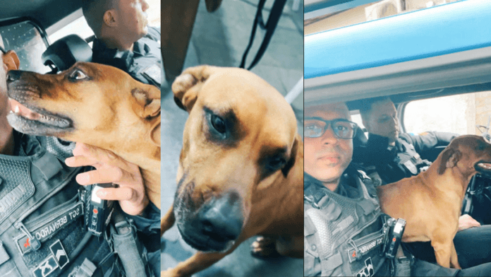 Soldado Chorão, vira-lata caramelo mascote da Polícia Militar de Miracema, ao lado de policiais