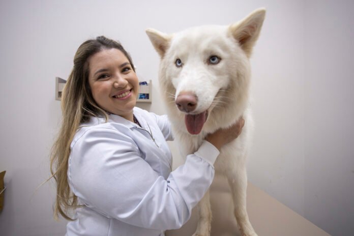 Primeiro cachorro em casa? O que saber antes de trazer o pet para a família
