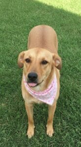 Domingo é dia de adoção? Campinas busca famílias para seis cães