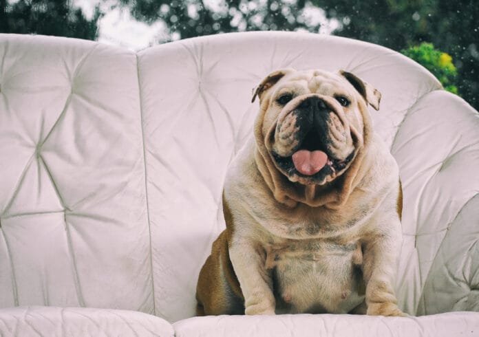Mounjaro em pets: por que um medicamento desenvolvido para humanos não deve ser usado para emagrecer cães e gatos