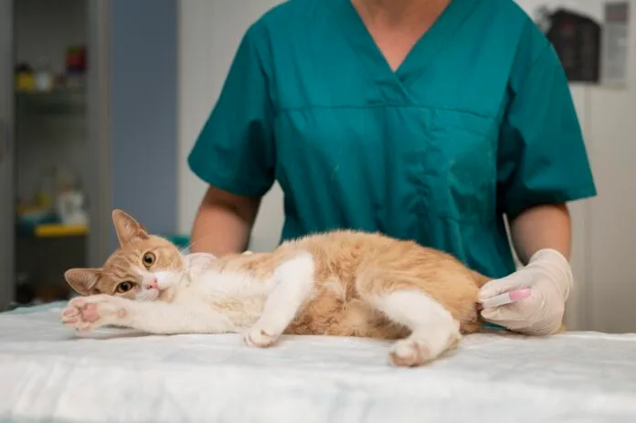 Dia Internacional do Gato: como saber se seu felino precisa de um check-up?