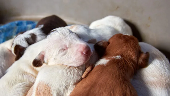 Agosto Dourado também vale para os pets e começa nas primeiras horas de vida