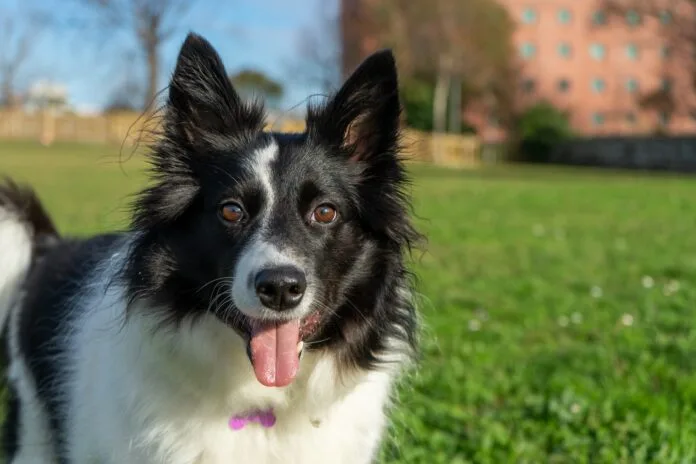 Border Collies são atração de Pet Day no Galleria Shopping em Campinas