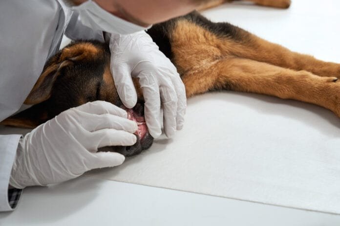 Agosto Verde Claro: você sabe reconhecer os sinais da leishmaniose em pets e humanos?