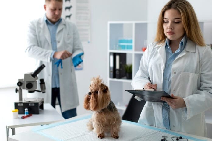 Você realmente conhece seu pet? A ciência pode surpreender você