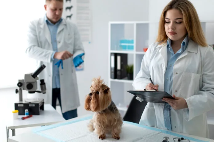 Você realmente conhece seu pet? A ciência pode surpreender você