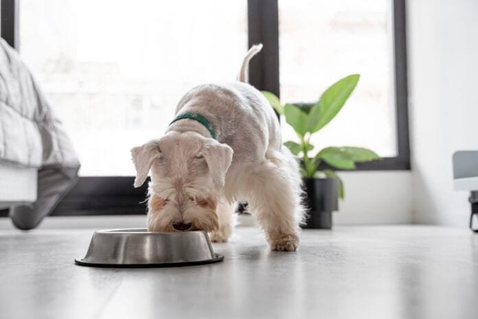 Alimentação natural para cães com dietas segmentadas para filhotes e animais em recuperação
