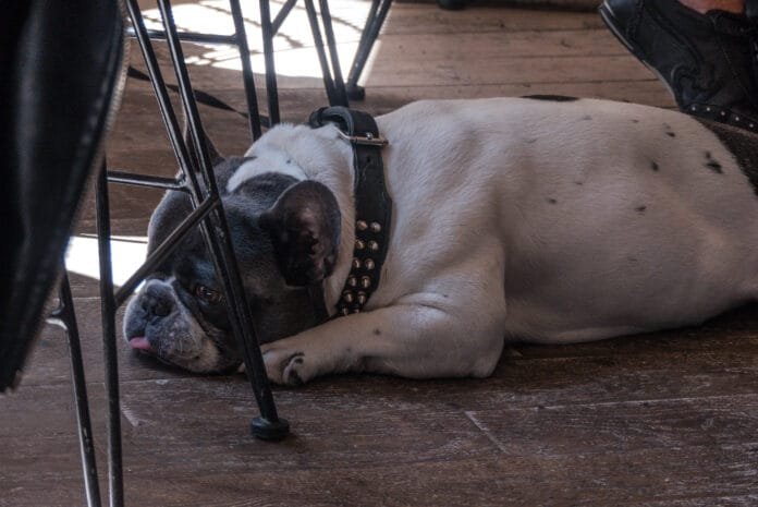 Atividade física entra de vez na medicina preventiva veterinária