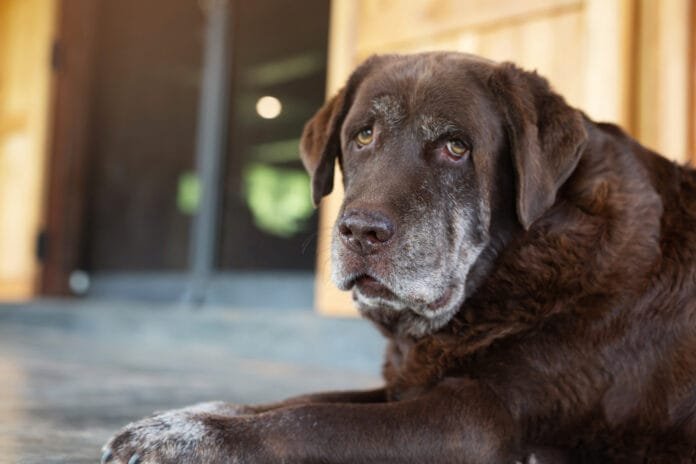 Cão idoso em acompanhamento veterinário representa o aumento da longevidade dos pets