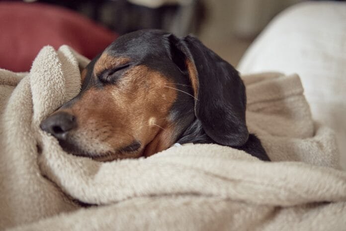 Sono dos pets desponta como novo aliado da medicina veterinária preventiva