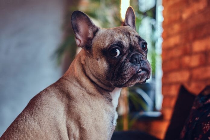 Campinas aprova projeto que proíbe reprodução de cães e gatos com risco de doenças genéticas