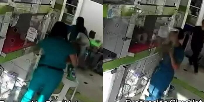 Terremoto atinge Colômbia e equipe de clínica corre para salvar animais internados