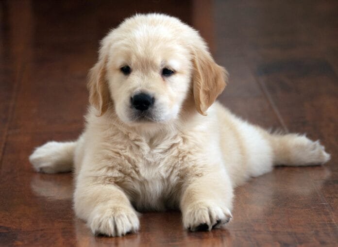 Encontro em Embu das Artes quer reunir milhares de Golden Retrievers no Brasil