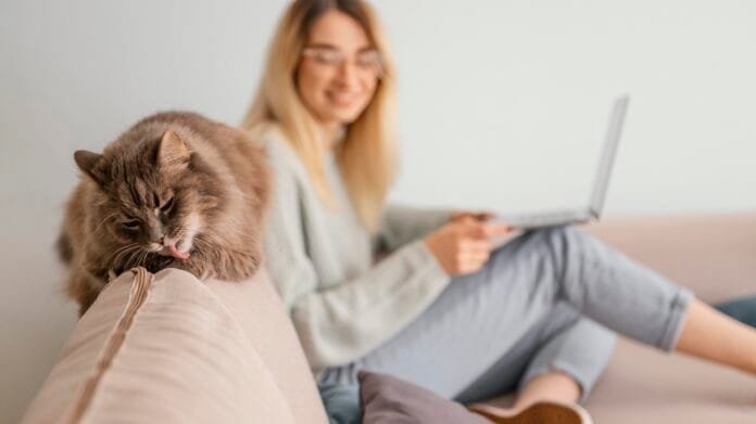 População de gatos no Brasil chega a 33,3 milhões e redefine o mercado pet