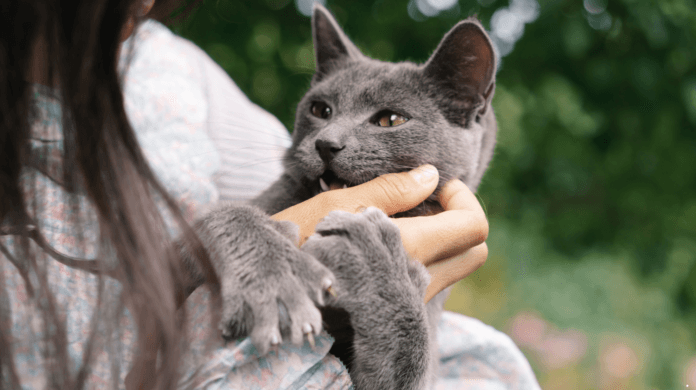 Gatos sentem nossas emoções? Ciência investiga a sensibilidade dos felinos
