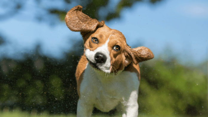 Por que os cães se sacodem com tanta força?