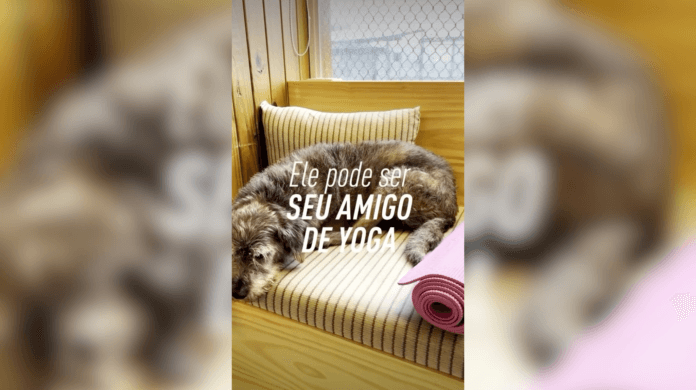 Aula de yoga com cães resgatados na Vila Madalena
