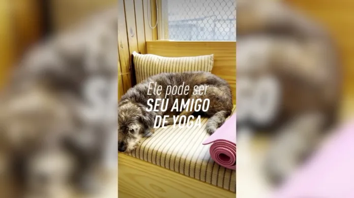 Aula de yoga com cães resgatados na Vila Madalena