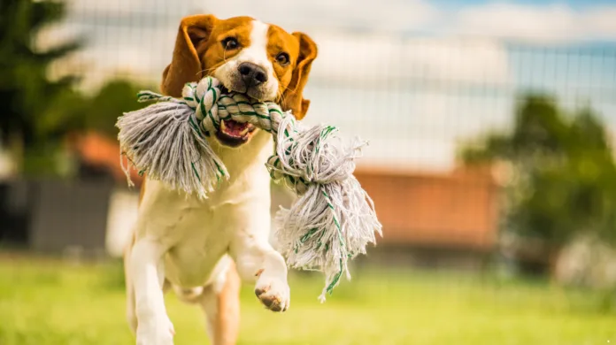 Quanto exercício um cachorro precisa por dia? Veja o que diz a ciência
