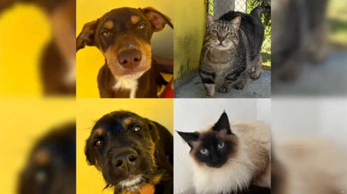 Shopping Frei Caneca realiza evento de adoção de cães e gatos em parceria com ONG Amigos de São Francisco