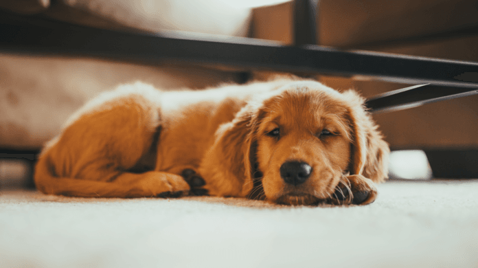 Por que cães giram antes de dormir?