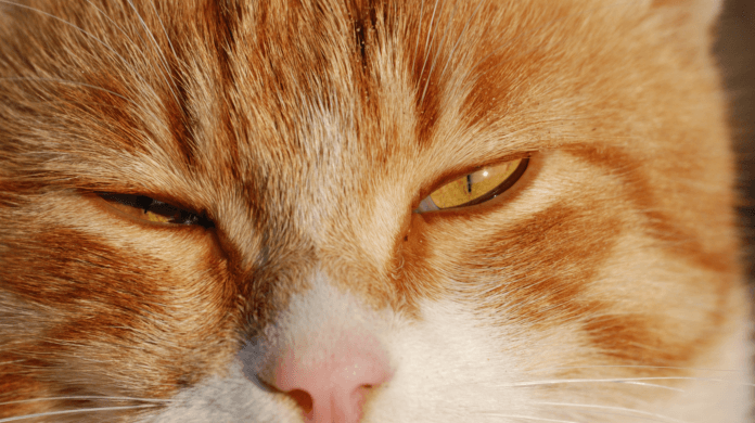 Seu gato pisca devagar para você? A ciência explica