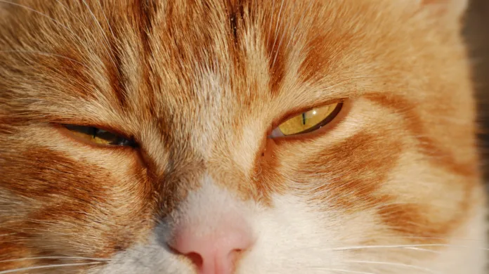 Seu gato pisca devagar para você? A ciência explica
