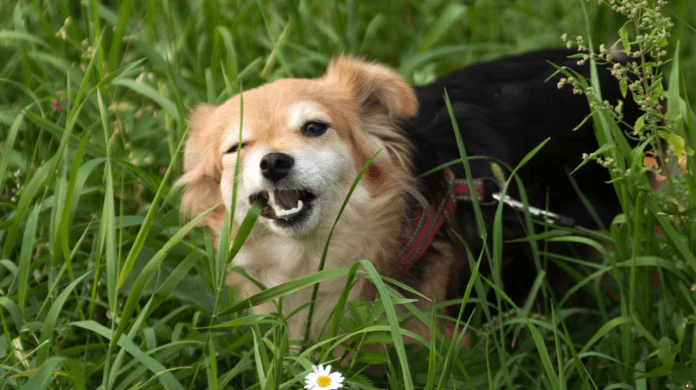 Por que os cães comem grama? Ciência explica hábito que intriga tutores