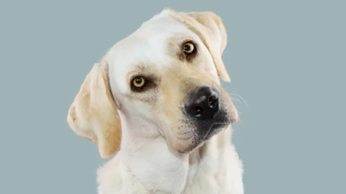 Por que cães inclinam a cabeça ao nos ouvir?