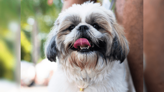 Galleria Shopping promove Pet Day dedicado aos Shih Tzus em Campinas