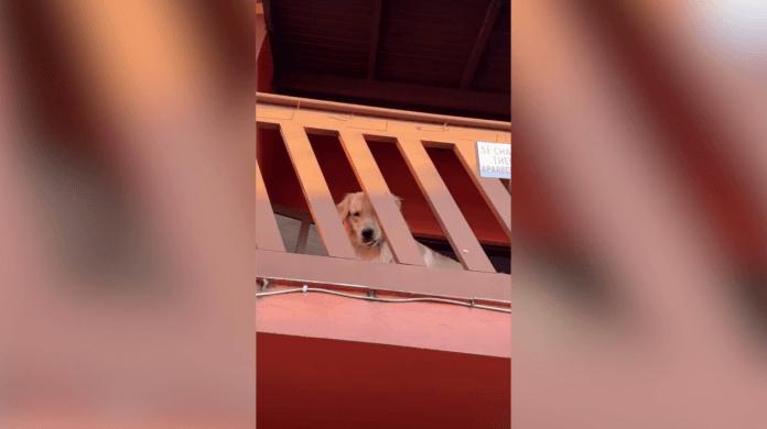 “Se chamar por Theodoro, aparecerá um anjo”: e ele apareceu
